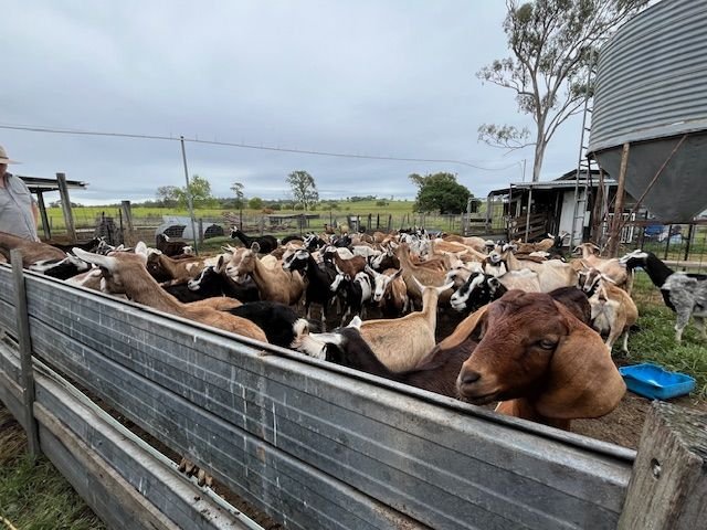 Members and guests enjoyed some kidding around when we visited the Naughty Little Kids goat farm at Peak Crossing during our mystery day bus trip in March 2024