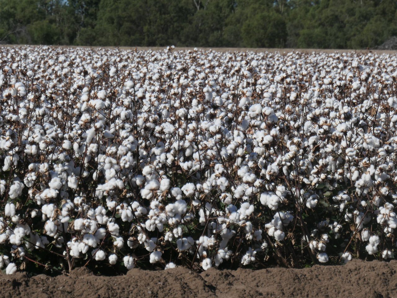 Lightening Ridge Trip - St George - Cotton field ready for harvest