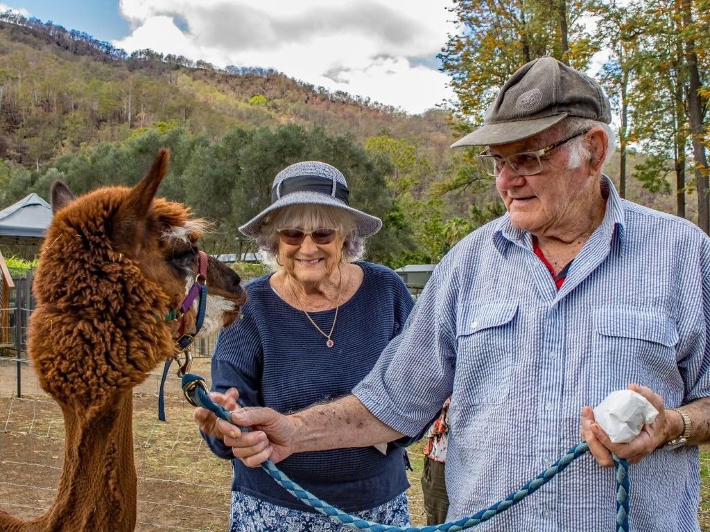 Alpaca Farm - October 2019