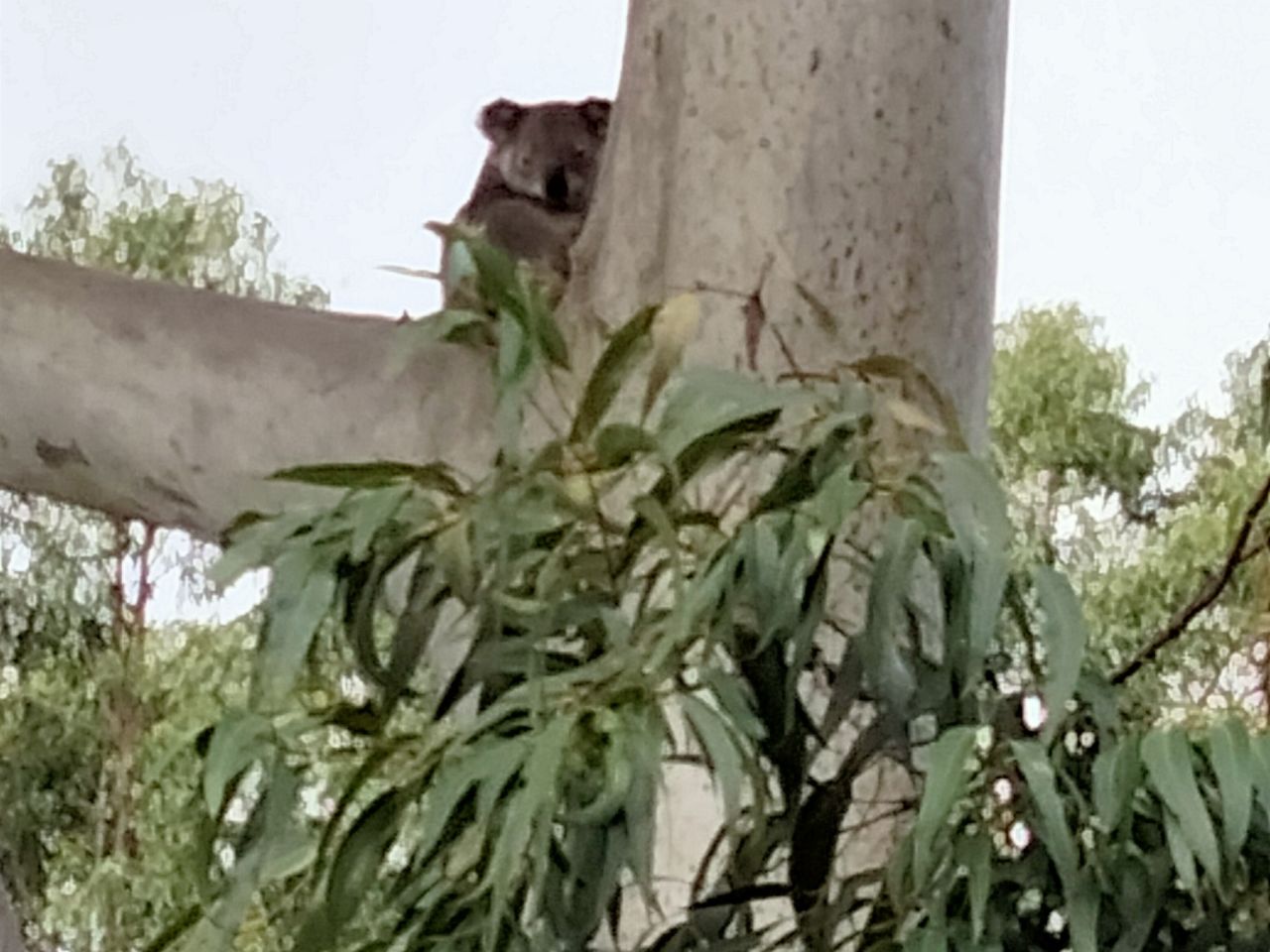 Local wild life Stradbroke Island 24th June 2021