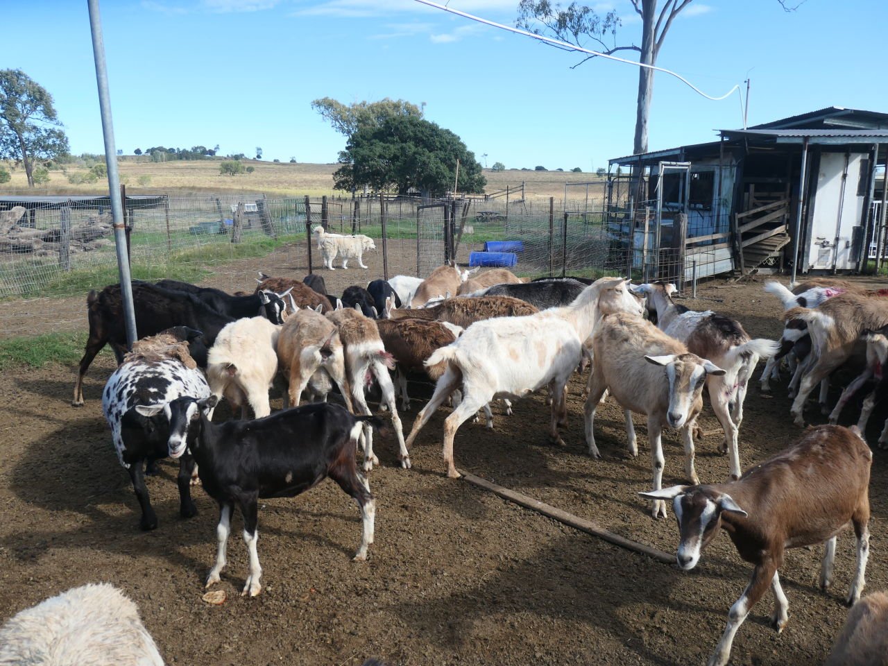 Naughty Little Kids - 21/5/24 - Feeding from the trough on arrival