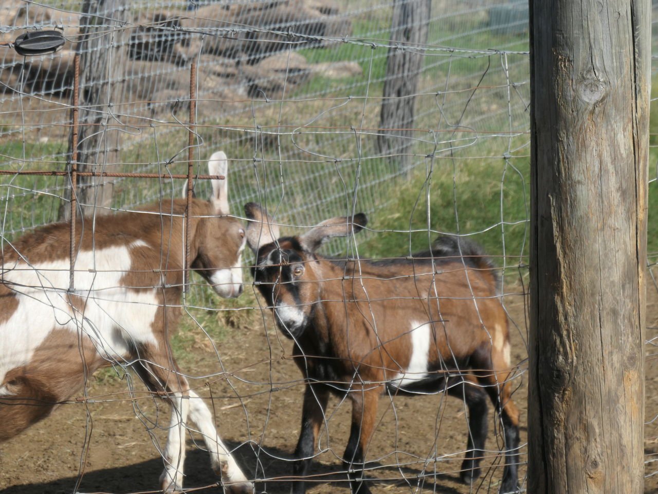 Naughty Little Kids - 21/5/24 - These two kids were practising head butts for a long time.