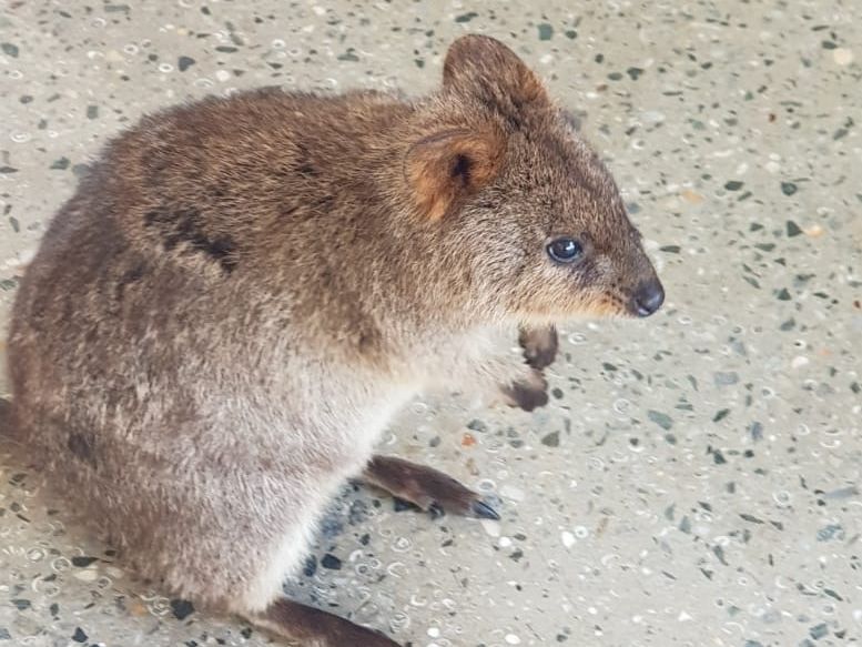 Quokka at Rottnest Island