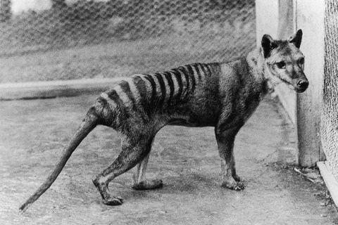 Tracing Tasmanian tiger’s ancestors